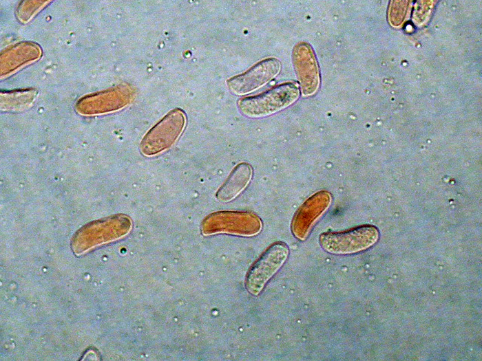 Peniophora violaceolivida? (Peniophora incarnata)
